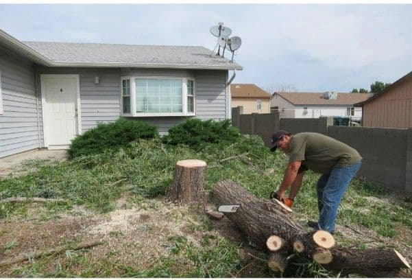 Man cutting a log in front of a house with tree stumps and shrubs, clear sky overhead.