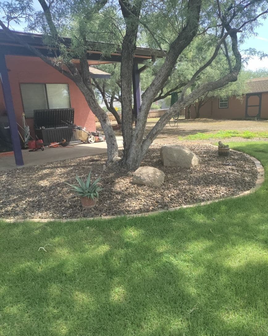 Desert garden featuring a tree, decorative rocks, and green lawn in a residential setting.